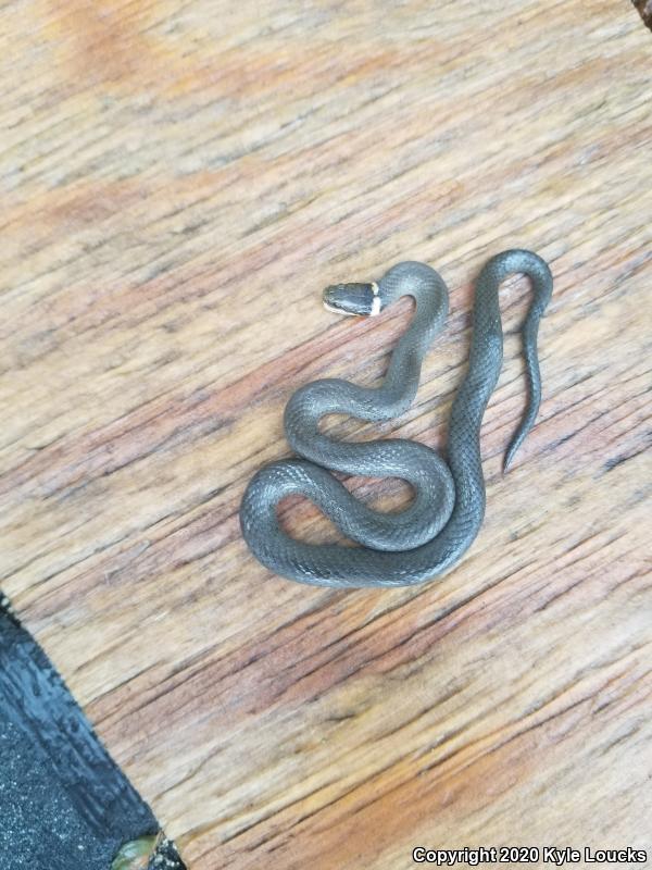 Southern Ring-necked Snake (Diadophis punctatus punctatus)