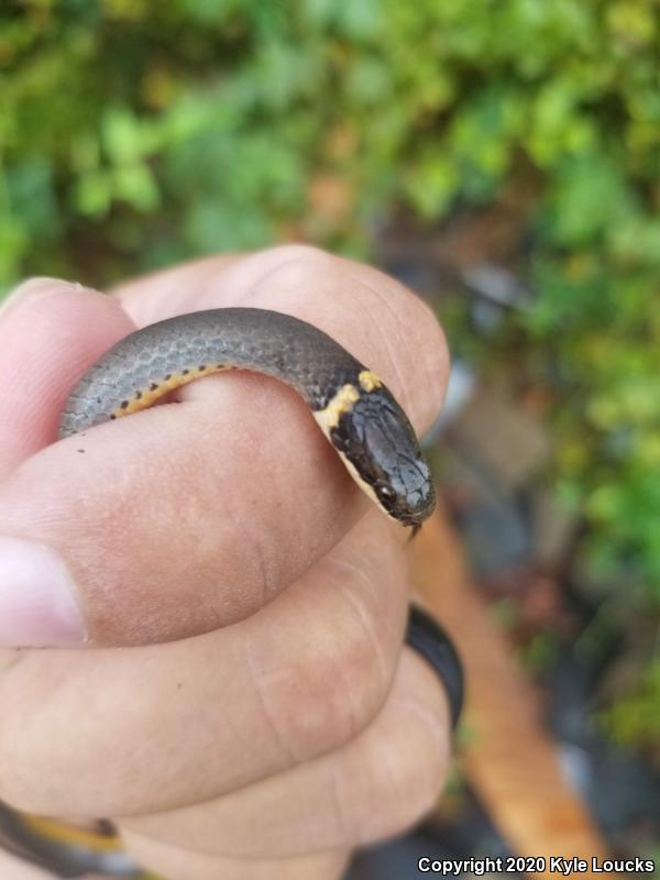 Southern Ring-necked Snake (Diadophis punctatus punctatus)