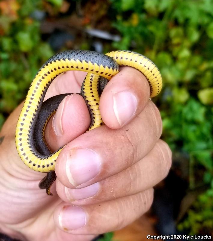 Southern Ring-necked Snake (Diadophis punctatus punctatus)