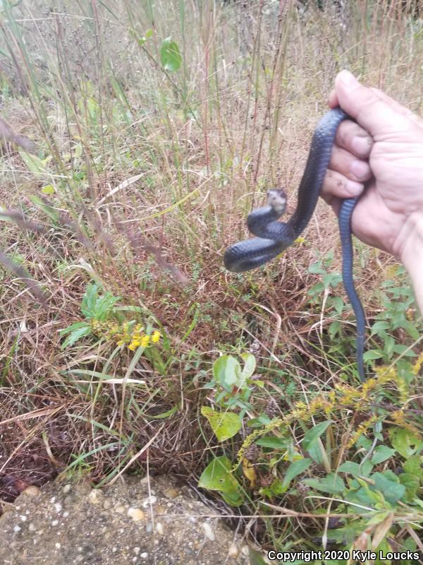 Northern  Black Racer (Coluber constrictor constrictor)