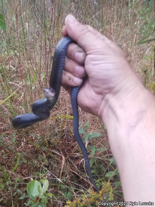 Northern  Black Racer (Coluber constrictor constrictor)