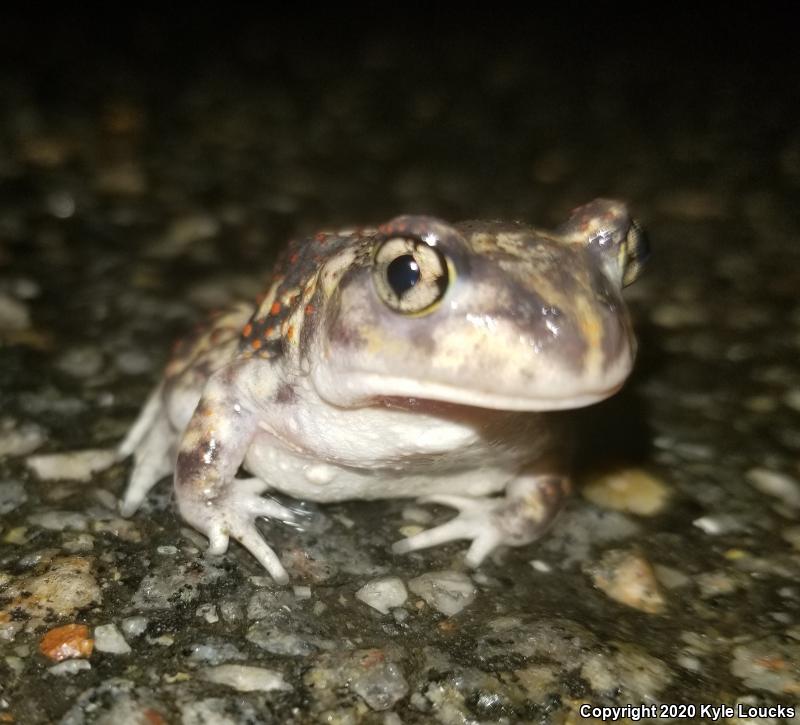 Eastern Spadefoot (Scaphiopus holbrookii)