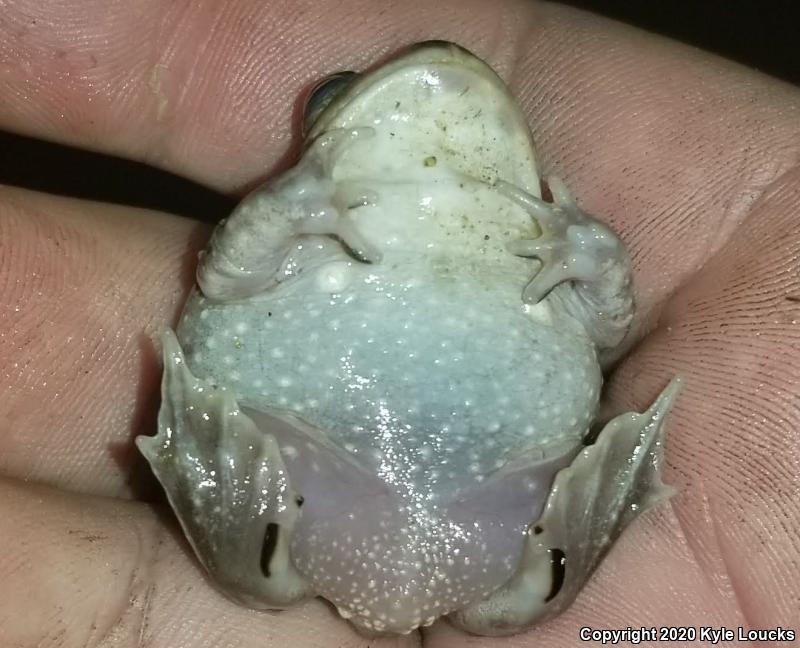 Eastern Spadefoot (Scaphiopus holbrookii)