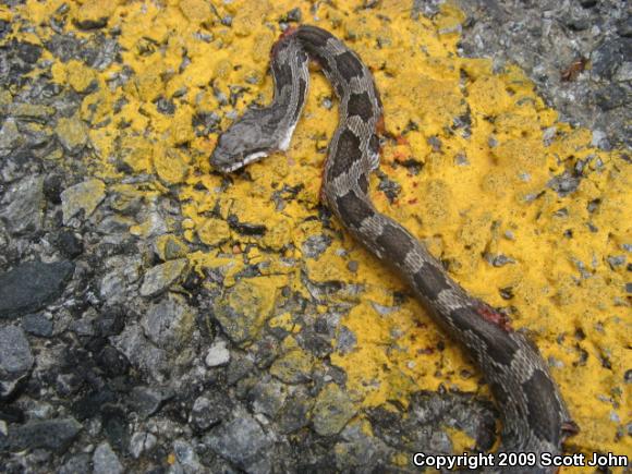 Eastern Ratsnake (Pantherophis alleghaniensis)