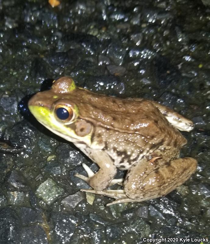 Northern Green Frog (Lithobates clamitans melanota)