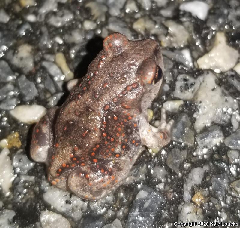 Eastern Spadefoot (Scaphiopus holbrookii)