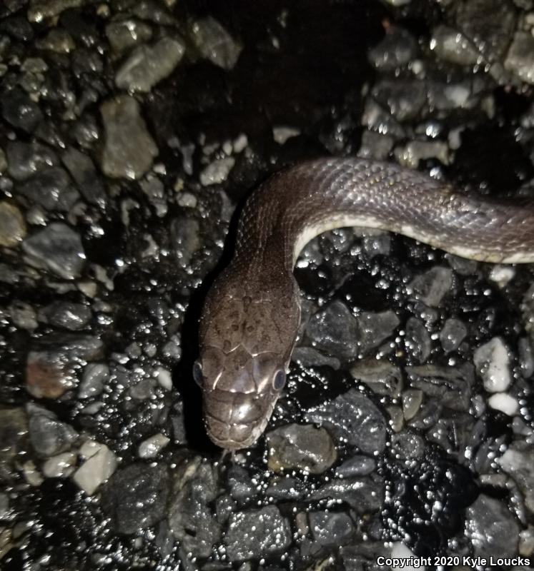 Black Ratsnake (Pantherophis obsoletus obsoletus)