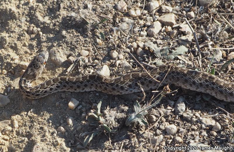 Pacific Gopher Snake (Pituophis catenifer catenifer)