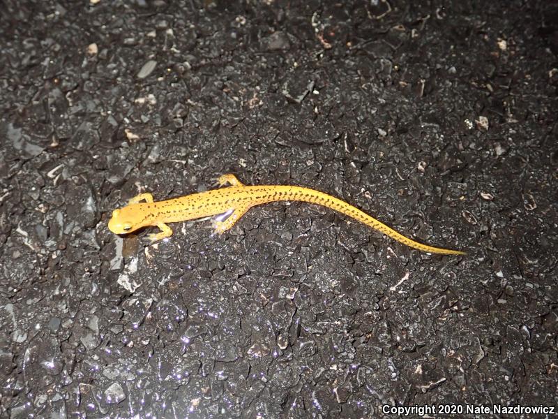 Long-tailed Salamander (Eurycea longicauda longicauda)