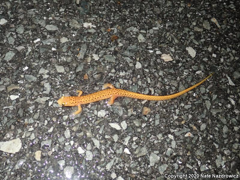 Long-tailed Salamander (Eurycea longicauda longicauda)