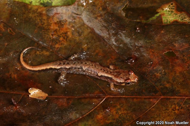 Pygmy Salamander (Desmognathus wrighti)