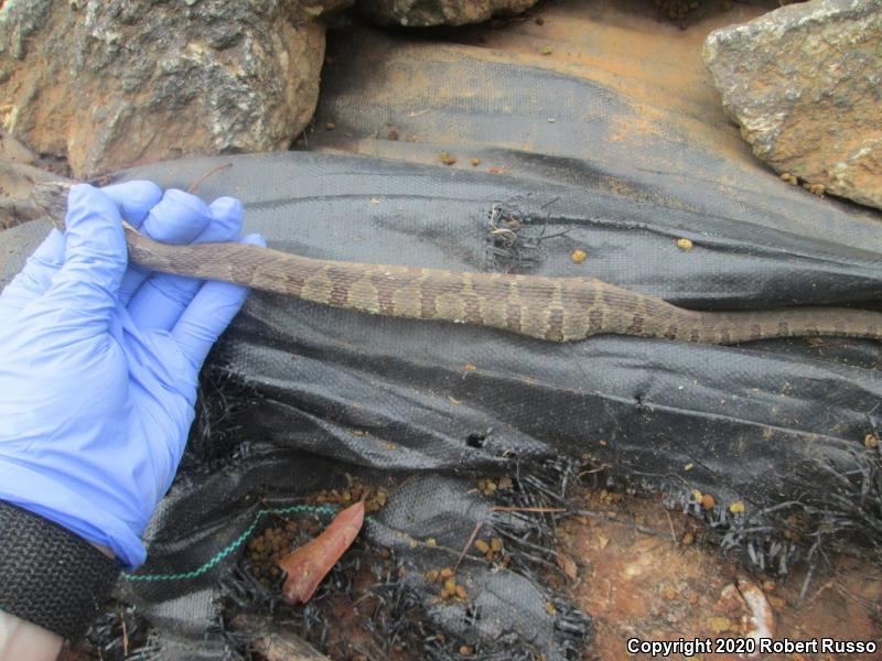 Northern Watersnake (Nerodia sipedon sipedon)