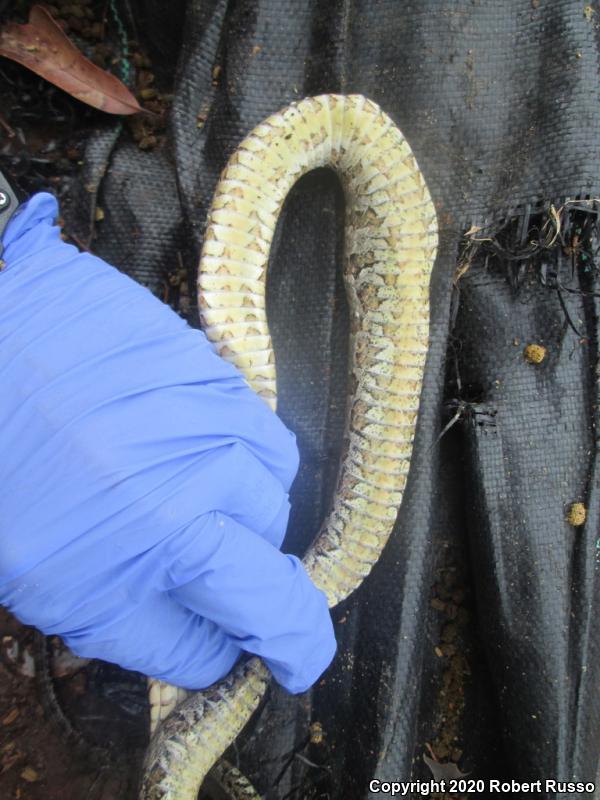 Northern Watersnake (Nerodia sipedon sipedon)