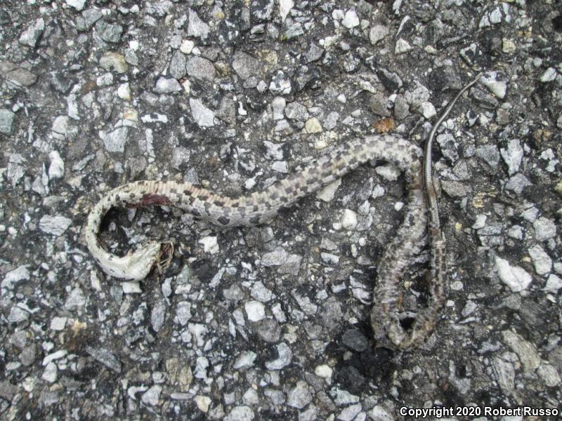 Black Ratsnake (Pantherophis obsoletus obsoletus)