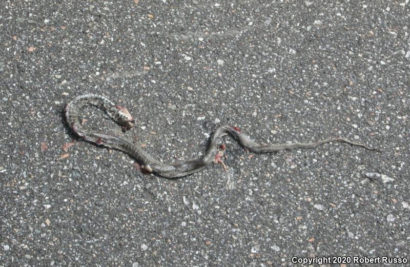 Northern  Black Racer (Coluber constrictor constrictor)