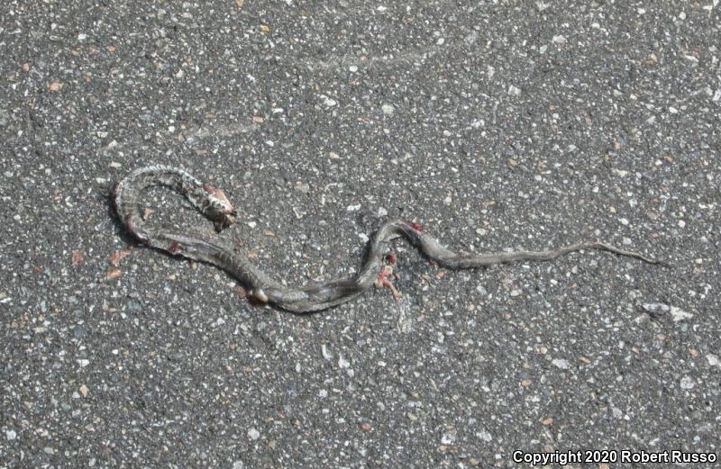 Northern  Black Racer (Coluber constrictor constrictor)