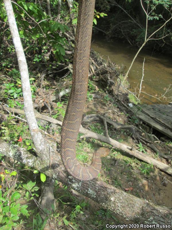 Northern Watersnake (Nerodia sipedon sipedon)