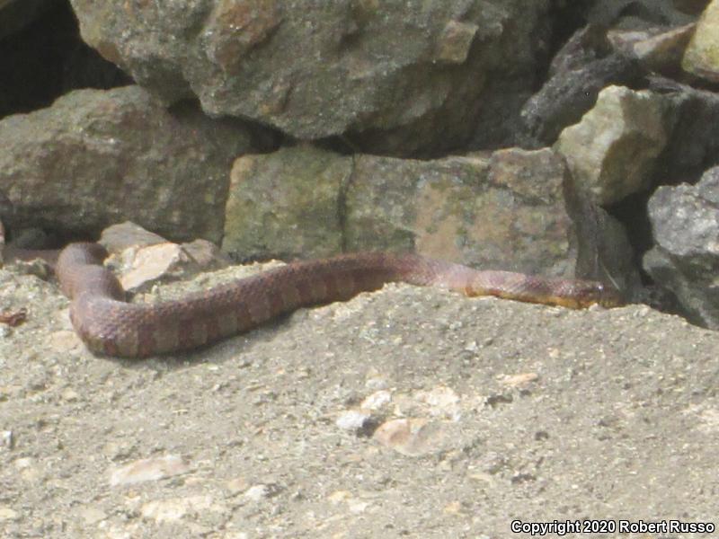 Northern Watersnake (Nerodia sipedon sipedon)