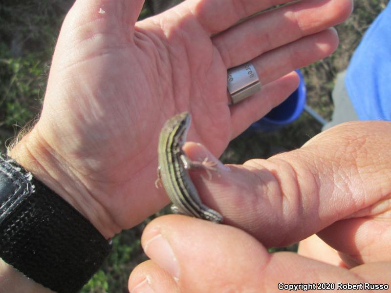 Six-lined Racerunner (Aspidoscelis sexlineata)