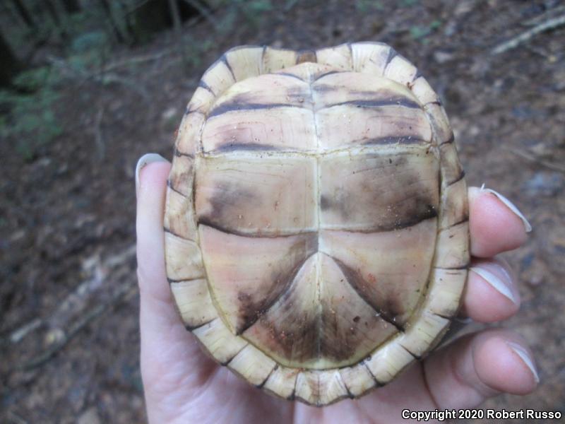 Eastern Box Turtle (Terrapene carolina carolina)