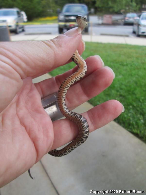 Northern Watersnake (Nerodia sipedon sipedon)