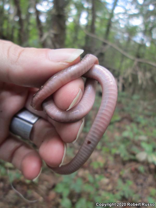 Eastern Wormsnake (Carphophis amoenus)