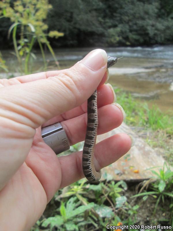 Northern Watersnake (Nerodia sipedon sipedon)