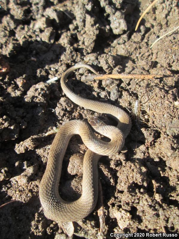 Northern Brownsnake (Storeria dekayi dekayi)