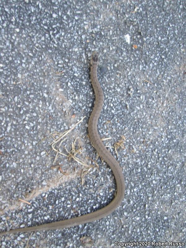 Northern Brownsnake (Storeria dekayi dekayi)