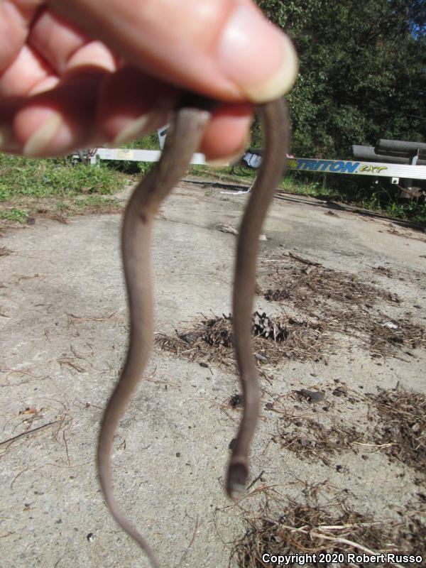 Northern Brownsnake (Storeria dekayi dekayi)