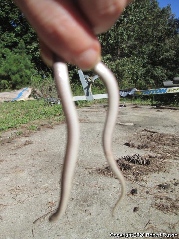 Northern Brownsnake (Storeria dekayi dekayi)