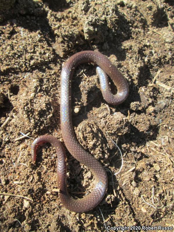 Eastern Wormsnake (Carphophis amoenus amoenus)