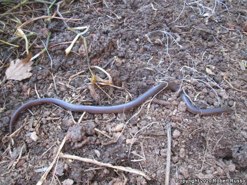 Eastern Wormsnake (Carphophis amoenus amoenus)