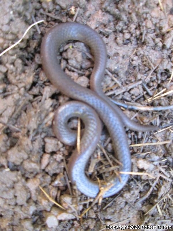 Eastern Wormsnake (Carphophis amoenus amoenus)