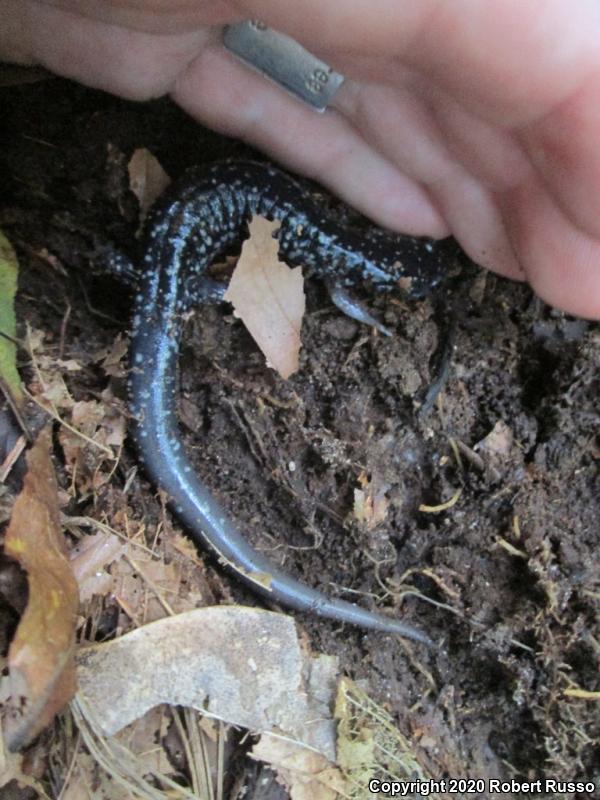 White-Spotted Slimy Salamander (Plethodon cylindraceus)