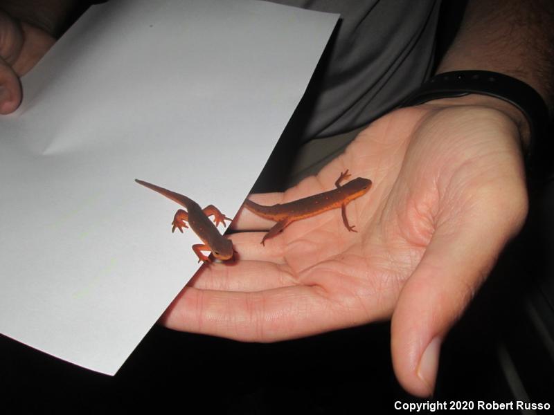 Red-Spotted Newt (Notophthalmus viridescens viridescens)