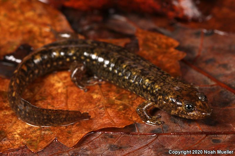 Shovel-nosed Salamander (Desmognathus marmoratus)