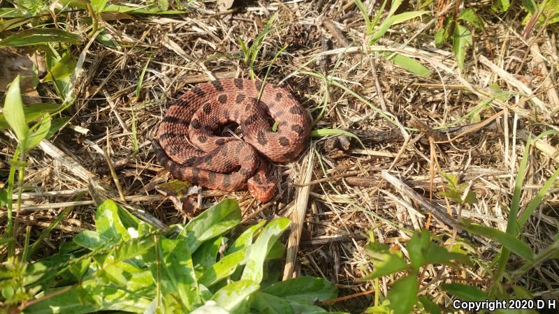 Carolina Pigmy Rattlesnake (Sistrurus miliarius miliarius)