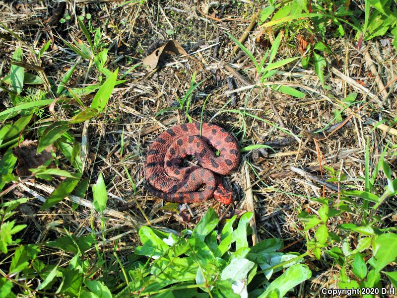 Carolina Pigmy Rattlesnake (Sistrurus miliarius miliarius)