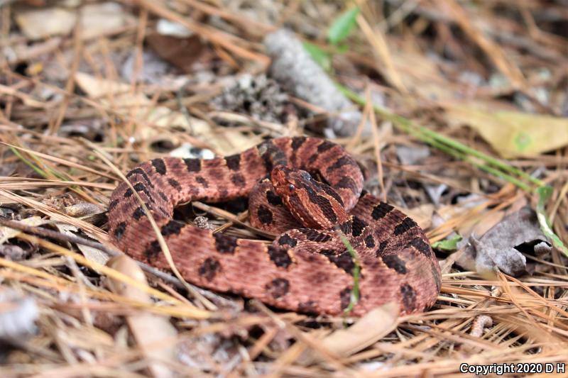 Carolina Pigmy Rattlesnake (Sistrurus miliarius miliarius)