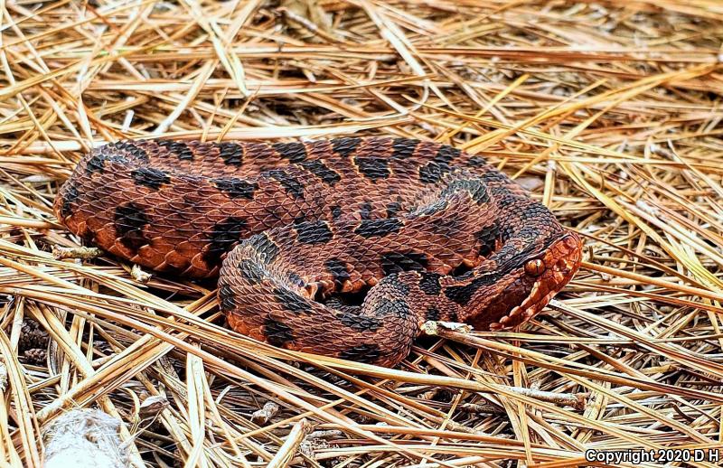 Carolina Pigmy Rattlesnake (Sistrurus miliarius miliarius)