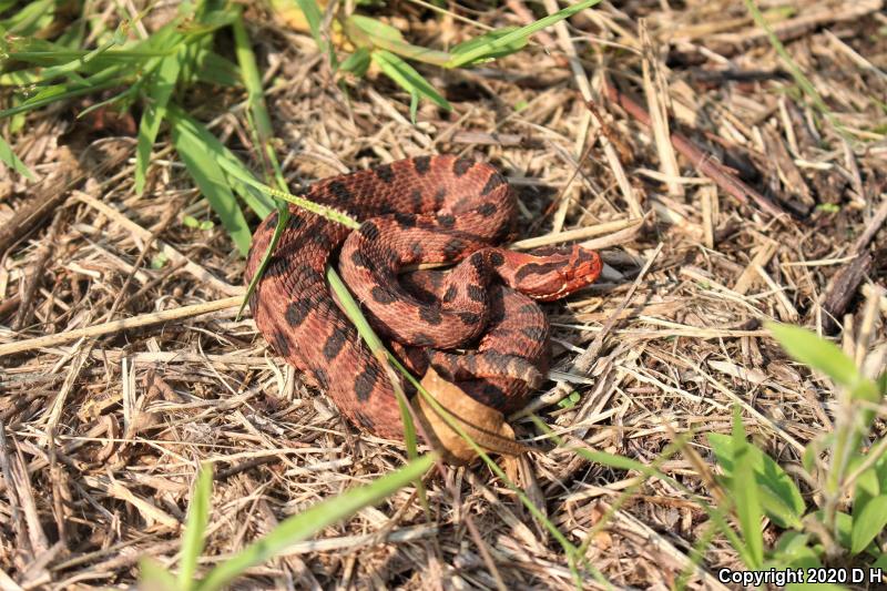 Carolina Pigmy Rattlesnake (Sistrurus miliarius miliarius)