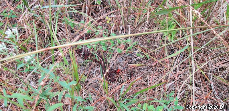 Carolina Pigmy Rattlesnake (Sistrurus miliarius miliarius)