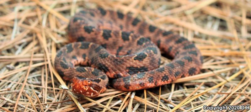 Carolina Pigmy Rattlesnake (Sistrurus miliarius miliarius)