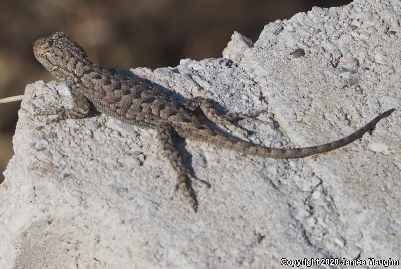 Great Basin Fence Lizard (Sceloporus occidentalis longipes)