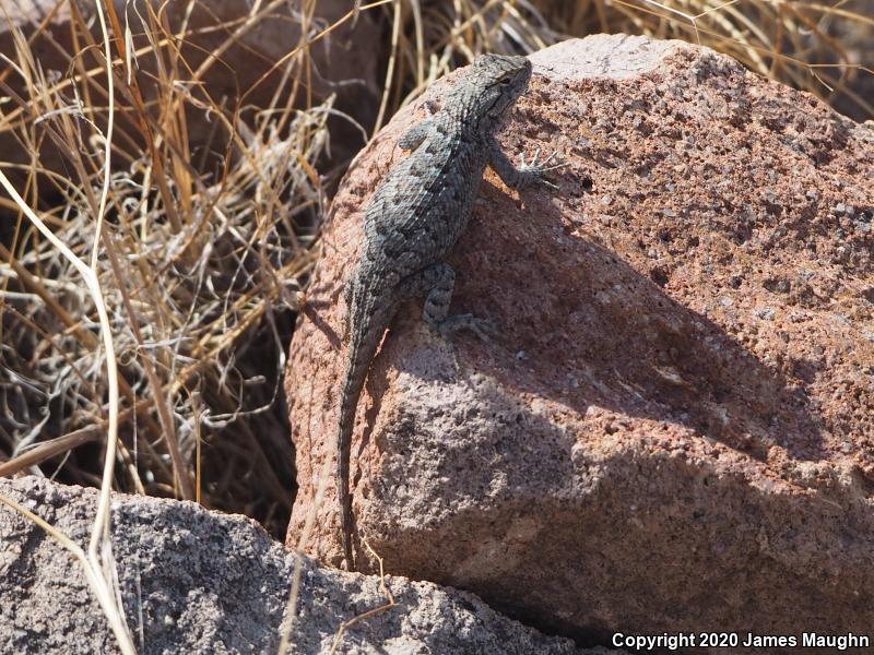 Great Basin Fence Lizard (Sceloporus occidentalis longipes)