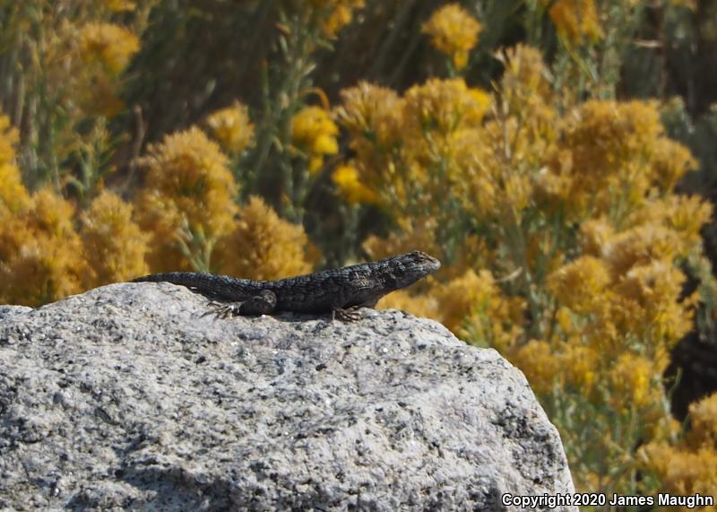 Great Basin Fence Lizard (Sceloporus occidentalis longipes)