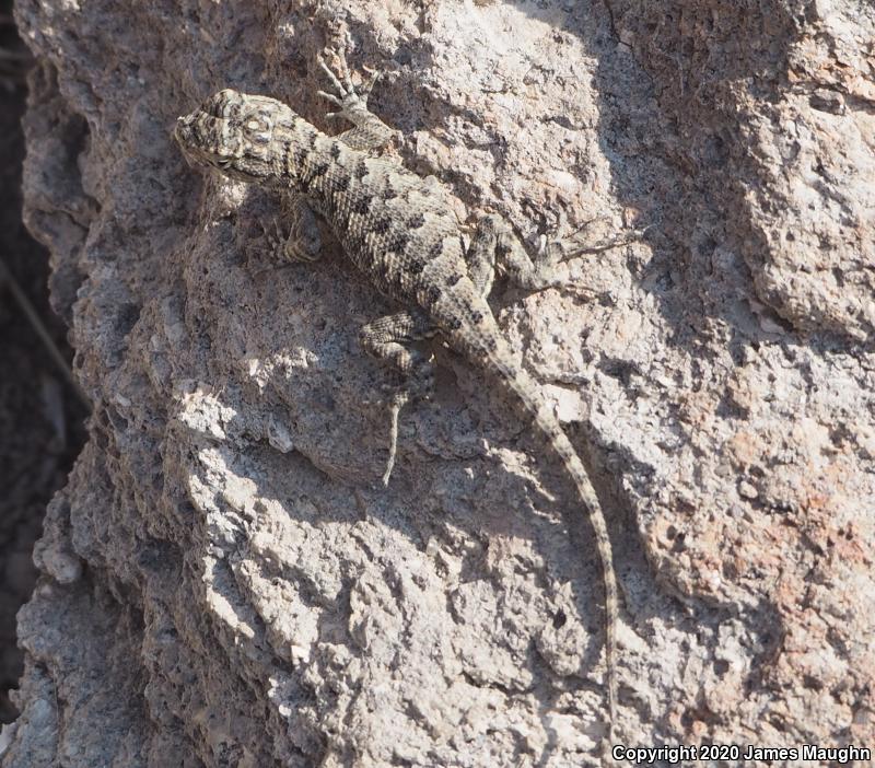 Great Basin Fence Lizard (Sceloporus occidentalis longipes)