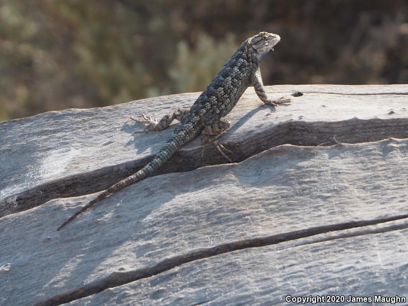 Great Basin Fence Lizard (Sceloporus occidentalis longipes)