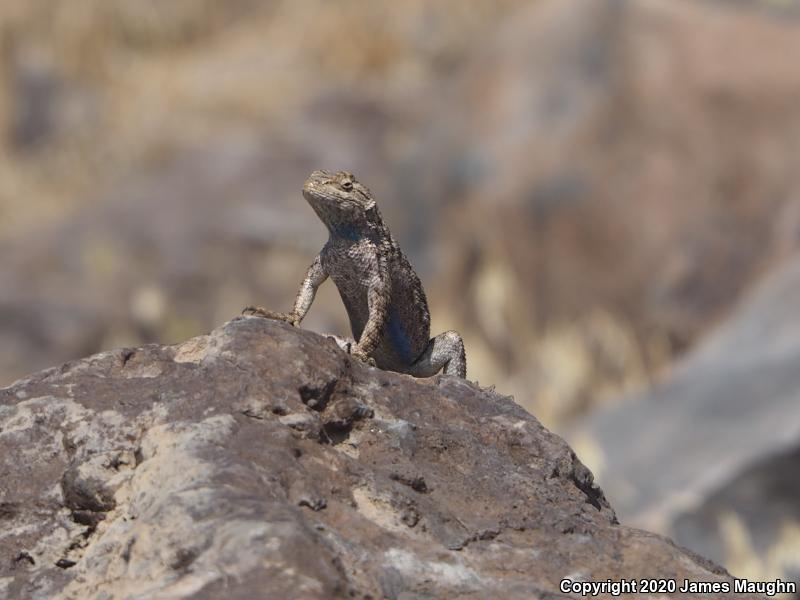 Great Basin Fence Lizard (Sceloporus occidentalis longipes)